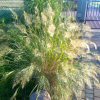 Achnatherum Calamagrostis