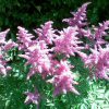 Astilbe Rock and Roll